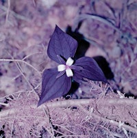 an infrared image of a purple flower