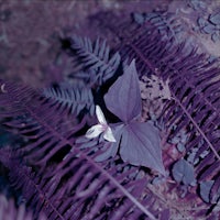 a purple flower with ferns in the background